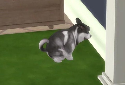 模拟人生4宠物怎么[图1]