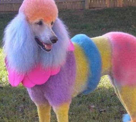 迷你世界怎么给狗染色[图2]